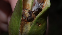 Deudorix epijarbas