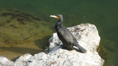 Phalacrocorax carbo hanedae