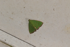 Eulepidotis viridissima