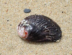 Haliotis spadicea