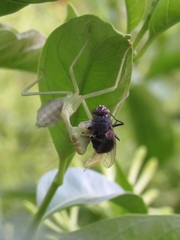 Stagmatoptera hyaloptera