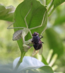 Stagmatoptera hyaloptera