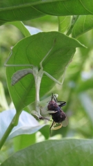 Stagmatoptera hyaloptera
