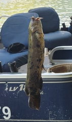 Malapterurus shirensis