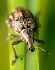 Liophloeus tessulatus