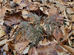 Sceptridium dissectum dissectum