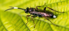 Ichneumon sarcitorius