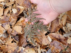 Sceptridium dissectum dissectum