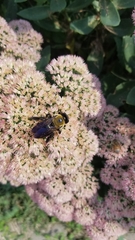 Xylocopa virginica
