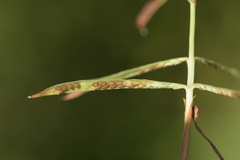 Paspalum repens