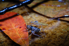 Limnometra