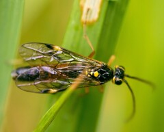 Tenthredopsis nassata
