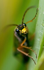 Tenthredopsis nassata