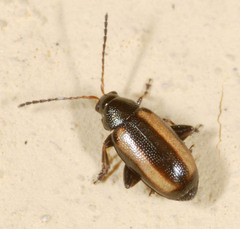 Phyllotreta