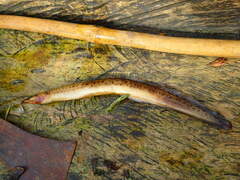 Mastacembelus seiteri