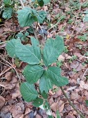 Rubus