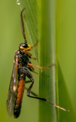 Tenthredopsis nassata
