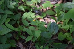 Wedelia acapulcensis