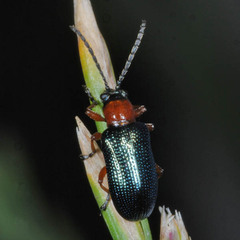 Oulema melanopus