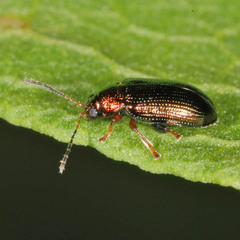 Crepidodera