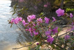 Rhododendron ledebourii