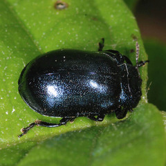 Plagiosterna aenea