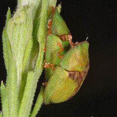 Cassida pannonica