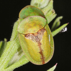 Cassida pannonica