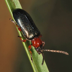 Oulema melanopus