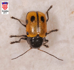 Cryptocephalus imperialis