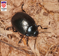 Chrysolina vernalis vernalis