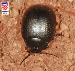 Chrysolina vernalis vernalis