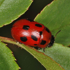 Gonioctena fornicata