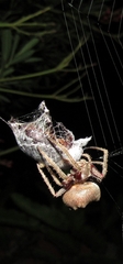 Parawixia audax