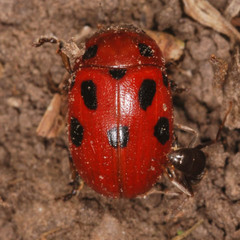 Gonioctena fornicata