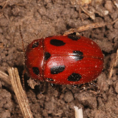 Gonioctena fornicata