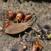 Nepa apiculata - Photo (c) sankax, alguns direitos reservados (CC BY-NC)