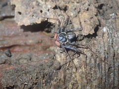 Paraphrynus laevifrons