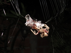 Parawixia audax