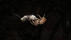 Parawixia audax