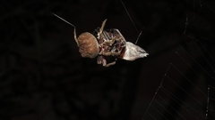 Parawixia audax