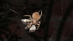 Parawixia audax