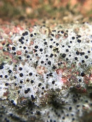 Bagliettoa baldensis