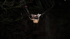 Parawixia audax