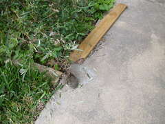 Sylvilagus floridanus