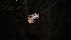 Parawixia audax