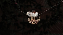 Parawixia audax