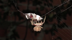 Parawixia audax