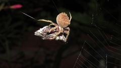 Parawixia audax