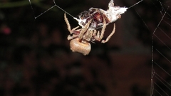 Parawixia audax